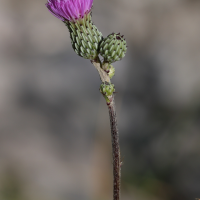 cirsium_monspessulanum3mdjpg (Cirsium monspessulanum)