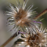 cirsium_monspessulanum6md (Cirsium monspessulanum)