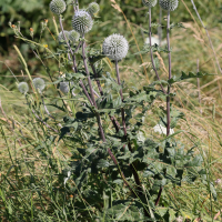 Echinops sphaerocephalus (Oursin)