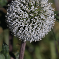 echinops_sphaerocephalus4md (Echinops sphaerocephalus)