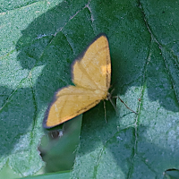 idaea_flaveolaria3md