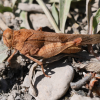 oedipoda_caerulescens8md