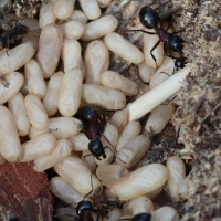 camponotus_herculeanus4bd (Camponotus herculeanus)