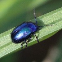 Chrysolina coerulans (Chrysomèle bleuâtre)