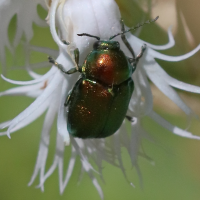 cryptocephalus_aureolus8bd (Cryptocephalus aureolus)