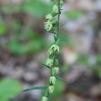 epipactis_muelleri4bd (Epipactis muelleri)