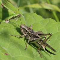 Platycleis albopunctata (Decticelle chagrinée)