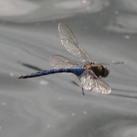 anax_imperator9bd