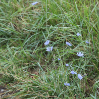cichorium_intybus3bd