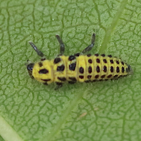 psyllobora_vigintiduopunctata_larve2bd (Psyllobora vigintiduopunctata)