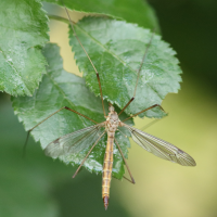 tipula_lunata5bdjpg (Tipula lunata)