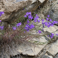 campanula_rotundifolia3bd (Campanula rotundifolia)