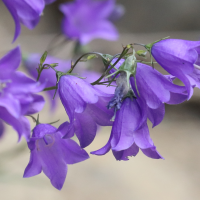 campanula_rotundifolia4bd (Campanula rotundifolia)