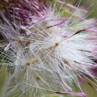 carduus_nutans4bd (Carduus nutans)