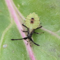 enoplops_scapha_juv1bd (Enoplops scapha)