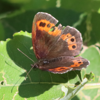 erebia_ligea7bd (Erebia ligea)