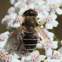 eristalis_arbustorum1bd