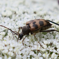 pachytodes_cerambyciformis6bd