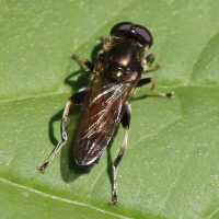 Syrphidae segris (Xylote indolente)