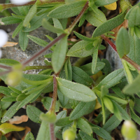 cerastium_alpinum6md (Cerastium alpinum)