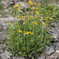 doronicum_austriacum2md (Doronicum austriacum)