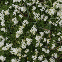 galium_megalospermum3md