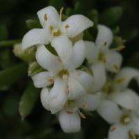 galium_megalospermum4md