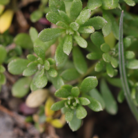 galium_megalospermum5md