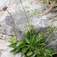 scabiosa_lucida3md