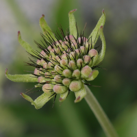 scabiosa_lucida4md