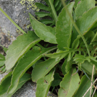 scabiosa_lucida5md