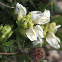 scutellaria_alpina7md