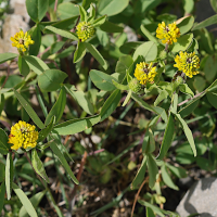 Trifolium badium (Trèfle bai, Trèfle brun)