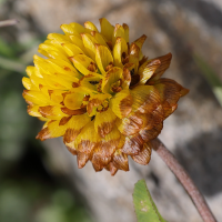 trifolium_badium5md (Trifolium badium)