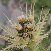 cirsium_spinosissimum5md (Cirsium spinosissimum)