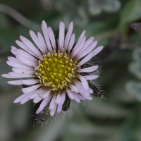 erigeron_uniflorus5mdjpg