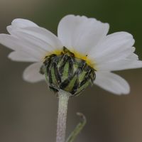 leucanthemopsis_alpina5md