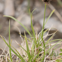 Carex foetida (Laîche fétide)