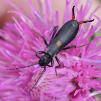 anechura_bipunctata5md (Anechura bipunctata)