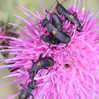 anechura_bipunctata6md (Anechura bipunctata)