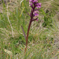 Dactylorhiza traunsteineri (Dactylorhize fistuleux à feuilles étroites, Dactylorhize de Traunsteiner, Orchis de Trausteiner)