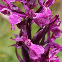 dactylorhiza_traunsteineri2md (Dactylorhiza traunsteineri)