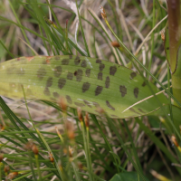 dactylorhiza_traunsteineri3md (Dactylorhiza traunsteineri)