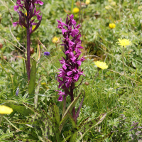 dactylorhiza_traunsteineri4md (Dactylorhiza traunsteineri)