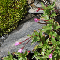 epilobium_alsinifolium4md (Epilobium alsinifolium)