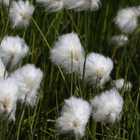 eriophorum_scheuchzeri5md (Eriophorum scheuchzeri)