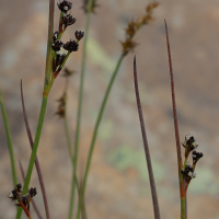 juncus_alpinoarticulatus2md