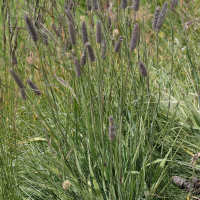 phleum_alpinum3md