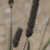 phleum_alpinum4md