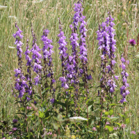 campanula_rapunculoides5bd (Campanula rapunculoides)